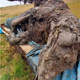 Clumps of fur can still be seen on the immaculately preserved carcass.